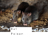 How to Get Rid of Mice in Attic ?