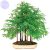 Dawn Redwood Bonsai Forest