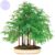 Dawn Redwood Bonsai Forest