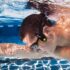 Italian Court Ruling on Erogenous Zones Amounts to a Cold Shower for Latin Love